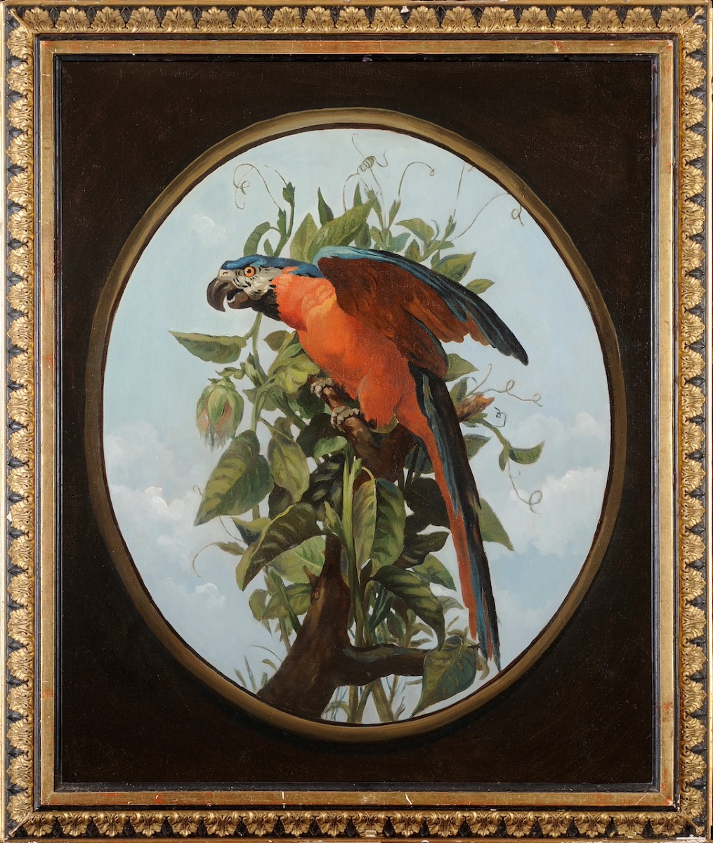 19th-century French School, Follower Of Oudry - Blue Macaw On A Branch - Oil On Canvas