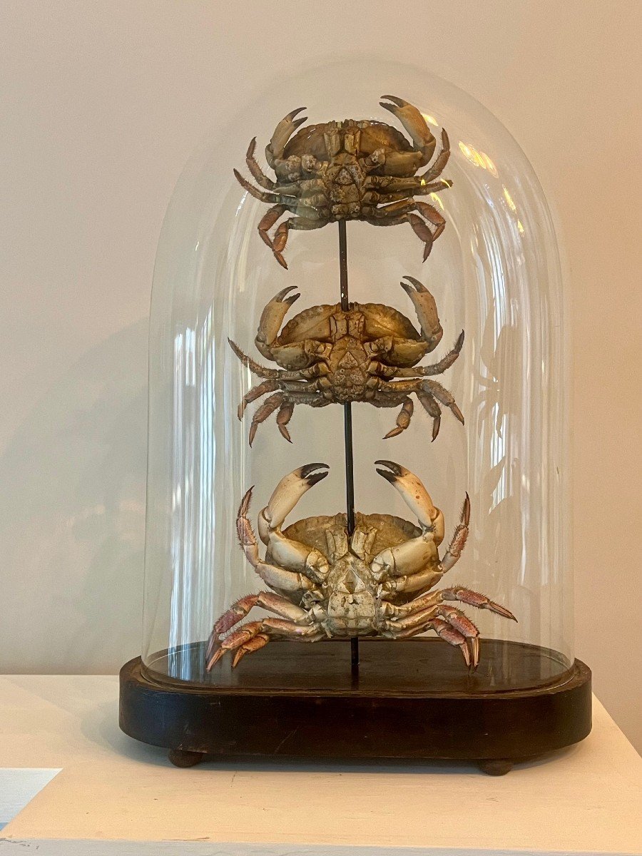 Globe De Mariée Napoléon III Orné d'Une Pyramide De Trois Crabes Naturalisés-photo-3