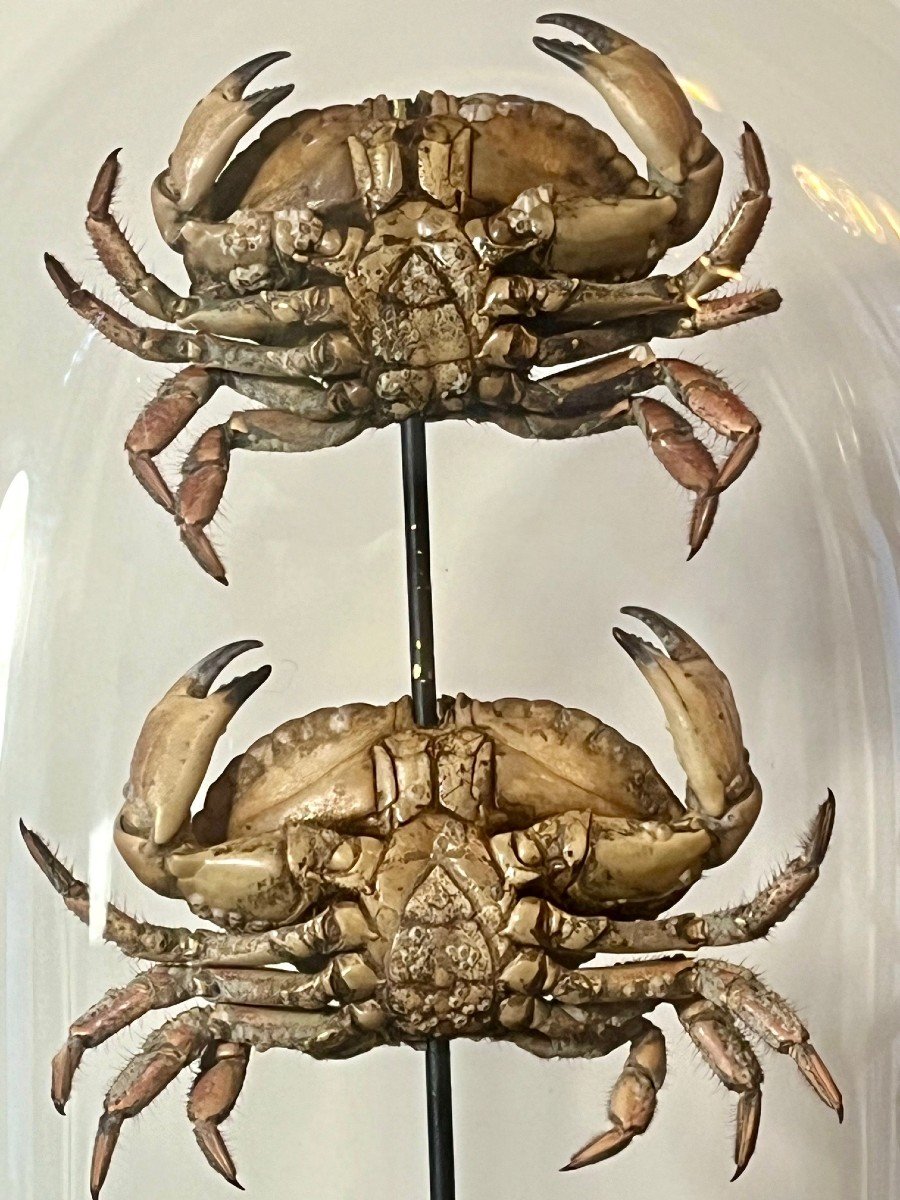 Globe De Mariée Napoléon III Orné d'Une Pyramide De Trois Crabes Naturalisés-photo-4