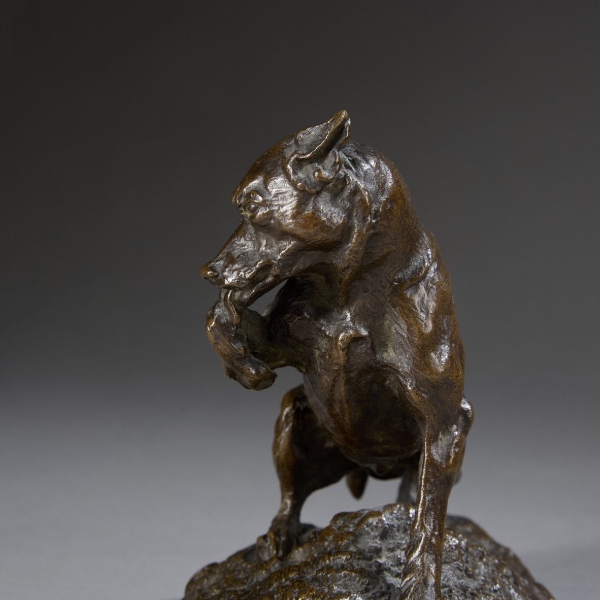Sculpture - Chien Ratier Léchant Sa Patte , Pierre - Jules Mêne (1810-1879) - Bronze-photo-3