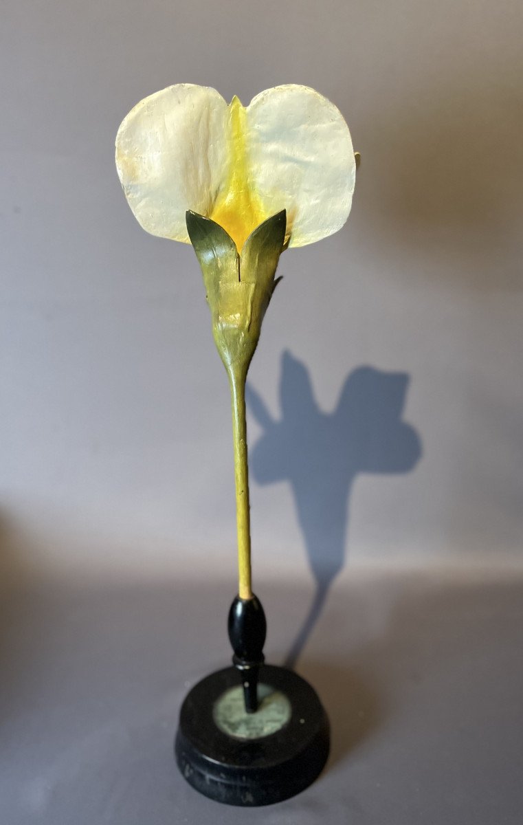 Anatomical Model Of A Pea Flower , Pisum Savitum, Brendel-photo-1