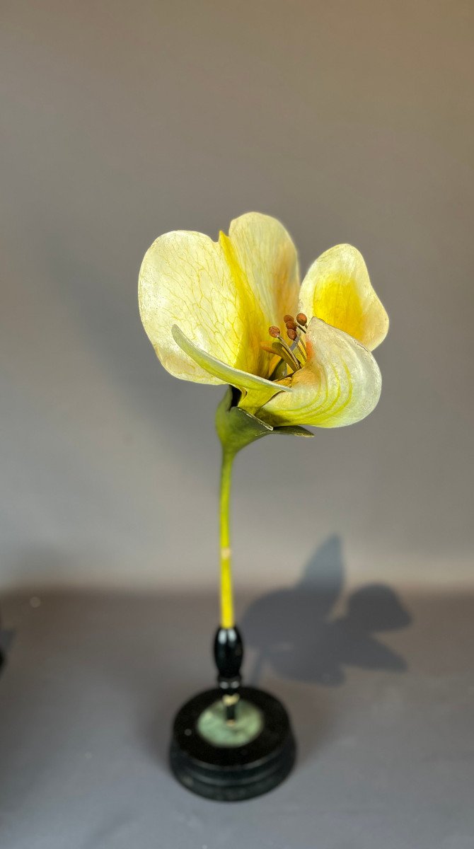 Anatomical Model Of A Pea Flower , Pisum Savitum, Brendel-photo-8