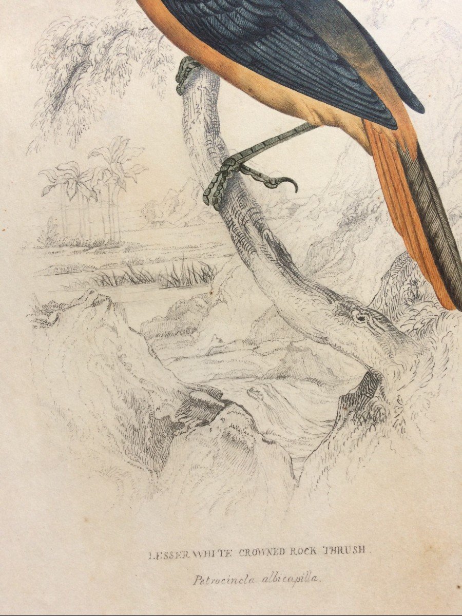 Dessin Ornithologique Circa 1837 par William John Swainson, Oiseau branché-photo-3