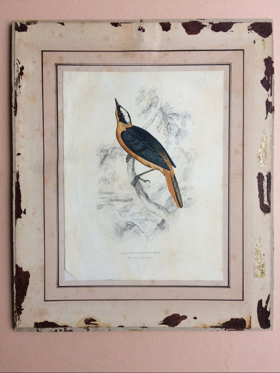 Dessin Ornithologique Circa 1837 par William John Swainson, Oiseau branché-photo-4