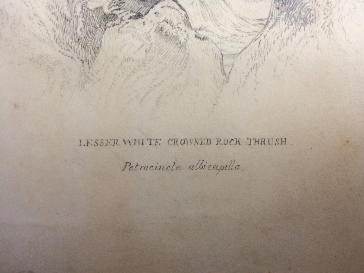 Dessin Ornithologique Circa 1837 par William John Swainson, Oiseau branché-photo-1