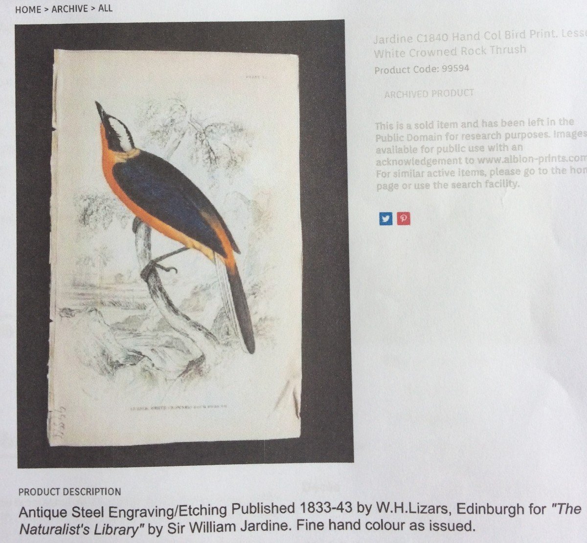 Dessin Ornithologique Circa 1837 par William John Swainson, Oiseau branché-photo-6