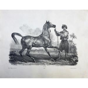 Carle Vernet (1758 - 1836), Cheval Arabe, Lithographie