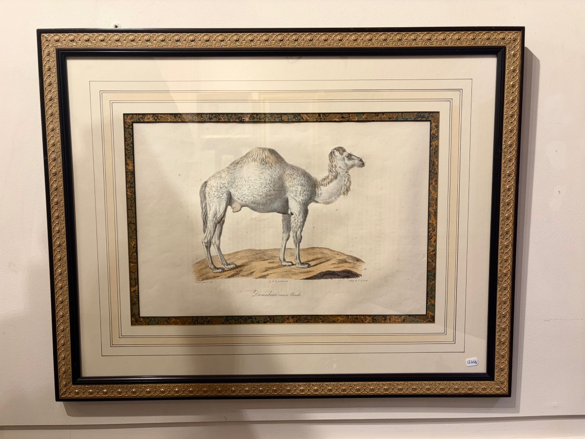 Quatre grandes gravures animalières-photo-3