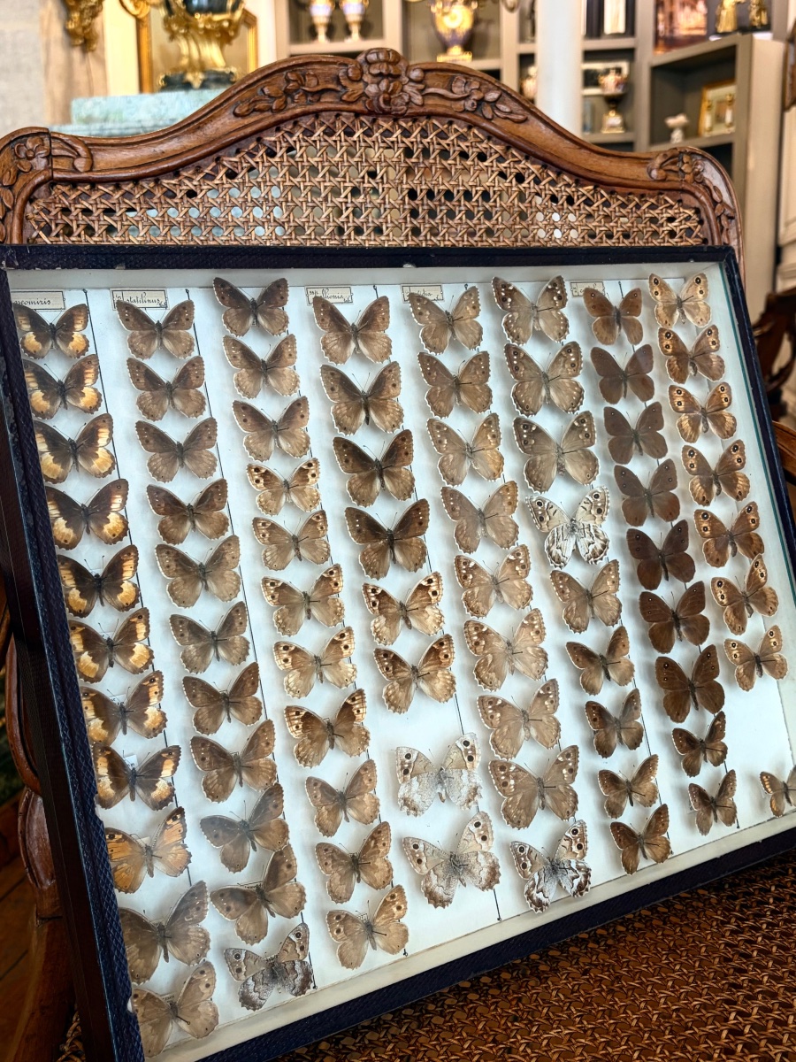 Paire de boite de papillons-photo-2