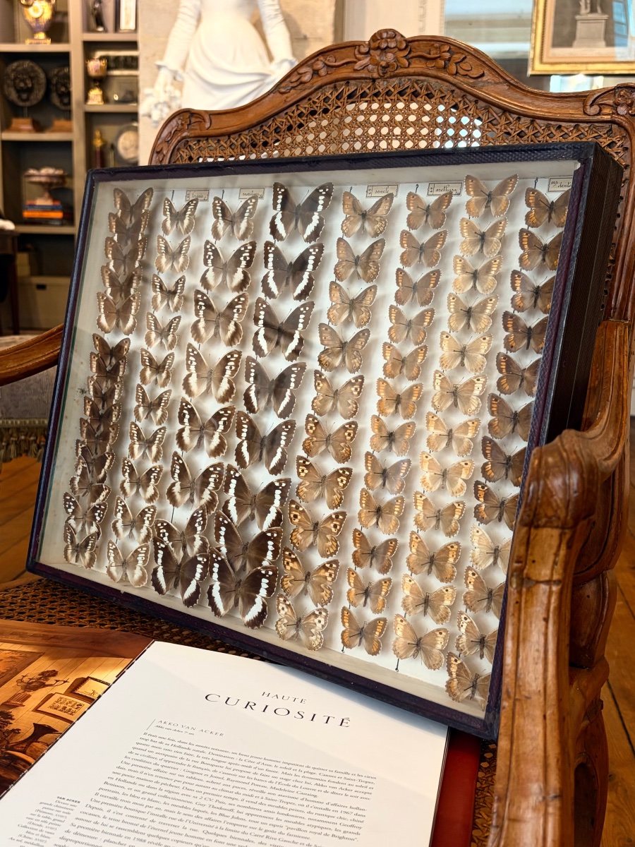Paire de boite de papillons