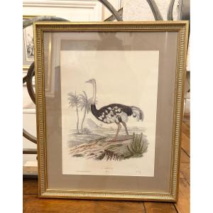 Large Engraving Of An Ostrich 