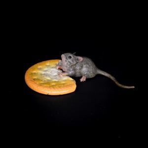 Souris grignotant un biscuit - Bronze de Vienne, vers 1900