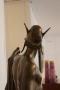 1773461-alb-6a24119ee200c.jpg