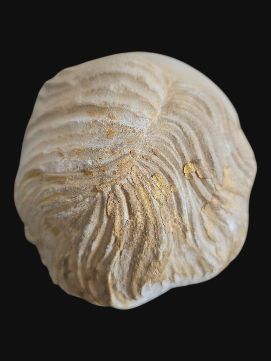 Tête en pierre calcaire - Bourgogne - 16ème siècle -photo-2