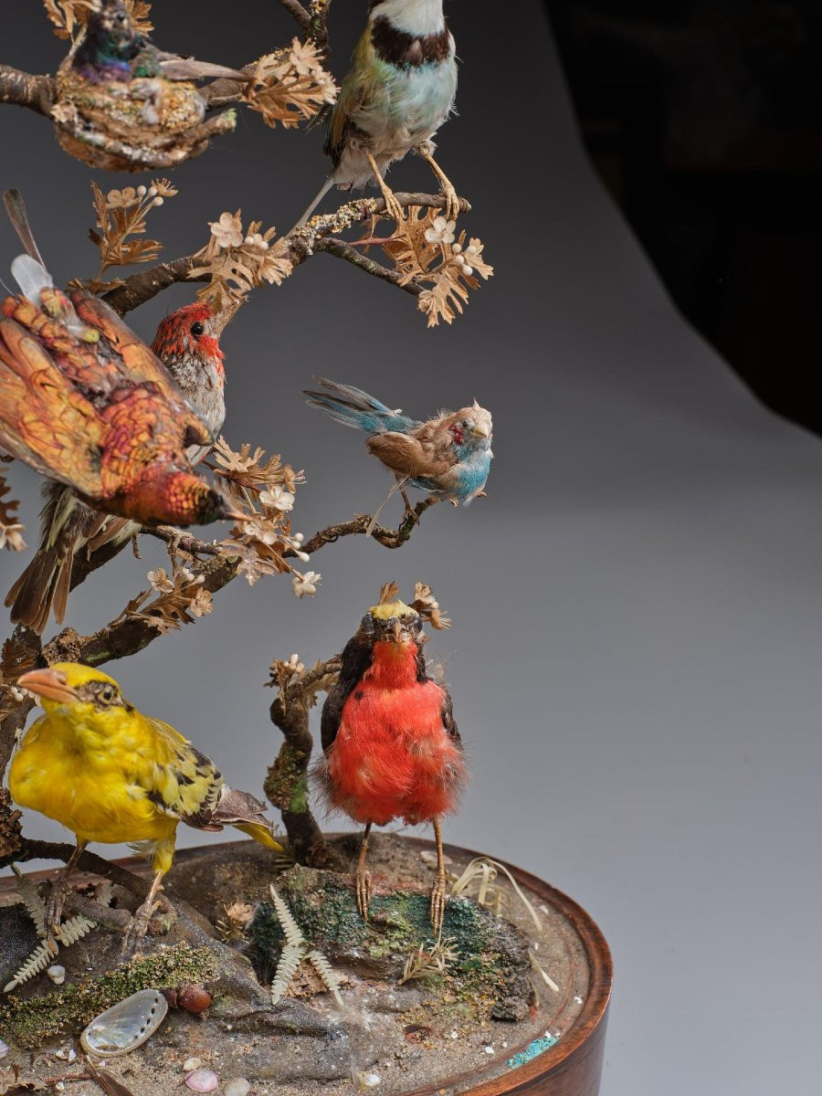 DIAPORAMA SOUS GLOBE DE VERRER DE DIVERS OISEAUX PROTEGES VERS 1850 - FRANCE XIXè -photo-1