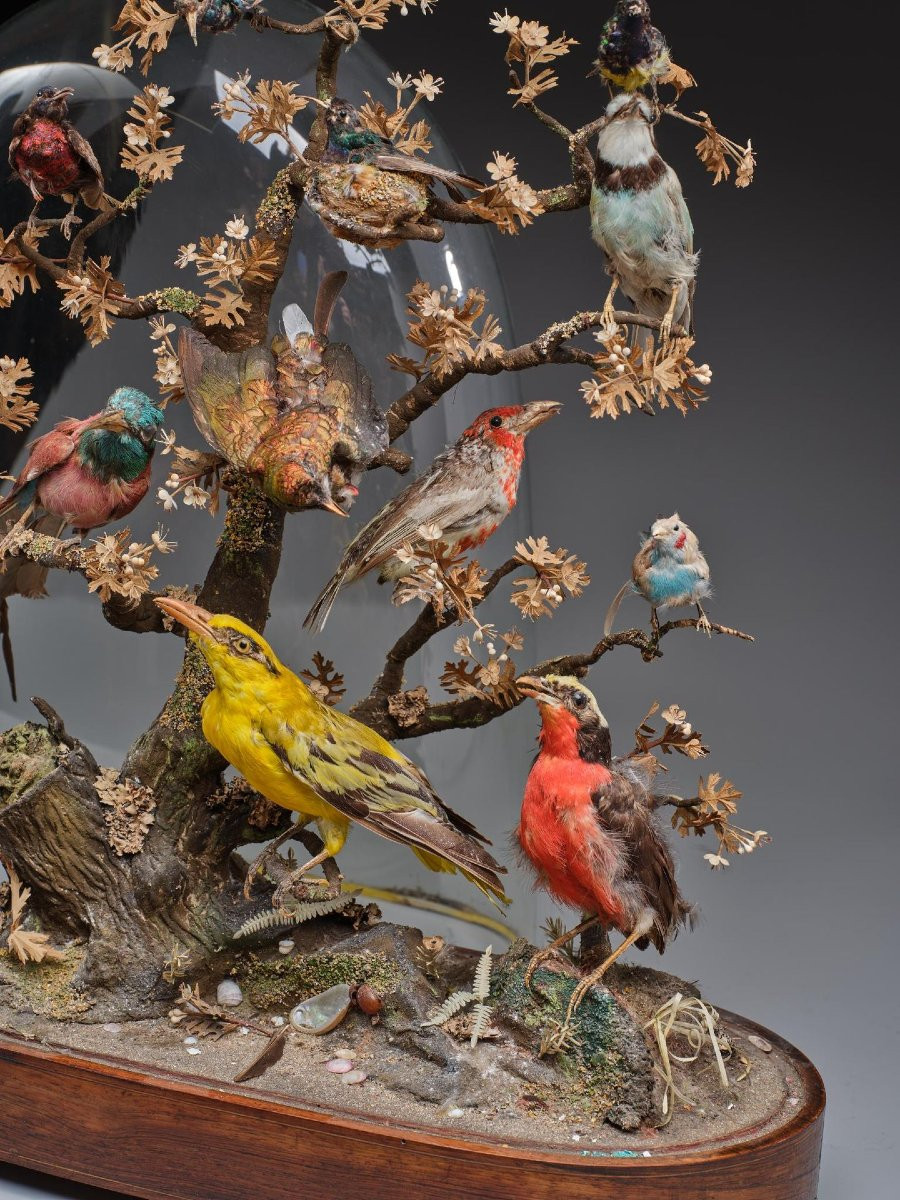 DIAPORAMA SOUS GLOBE DE VERRER DE DIVERS OISEAUX PROTEGES VERS 1850 - FRANCE XIXè -photo-2