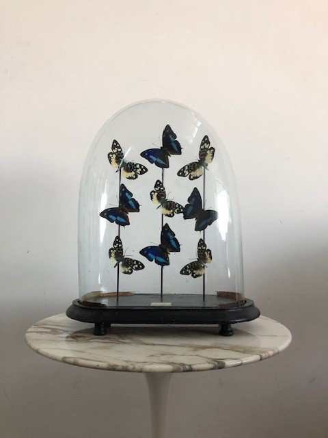 Papillons Sous Globe-photo-2