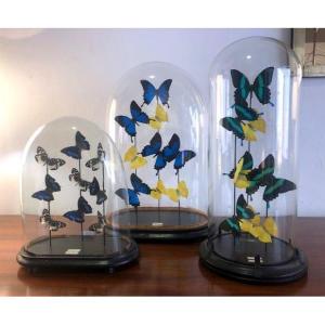 Ensemble De Papillons Sous Globe (taxidermie - Grand Format)