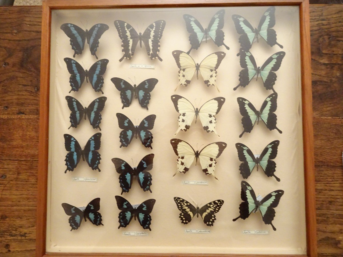 Meuble à Papillons d'Un Entomologiste Hollandais Datable Vers 1870/90-photo-1