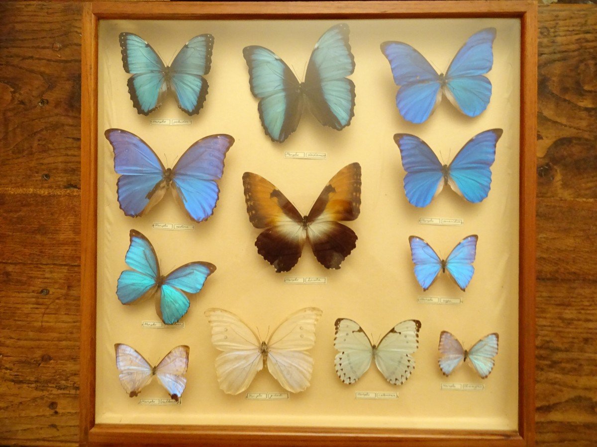 Meuble à Papillons d'Un Entomologiste Hollandais Datable Vers 1870/90-photo-6