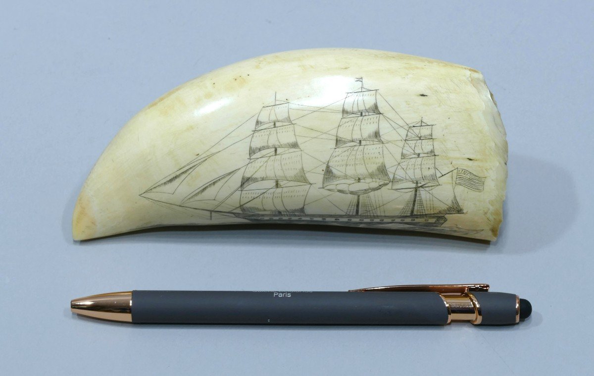 Engraved Sperm Whale Tooth Representing The Constellation Vessel Dated 1815-photo-4