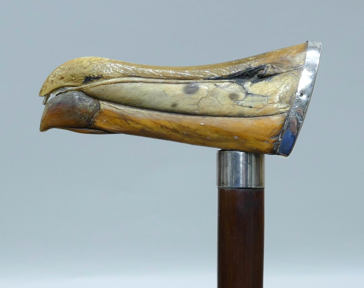 19th Century Sailor's Cane With Albatross Beak Handle-photo-2