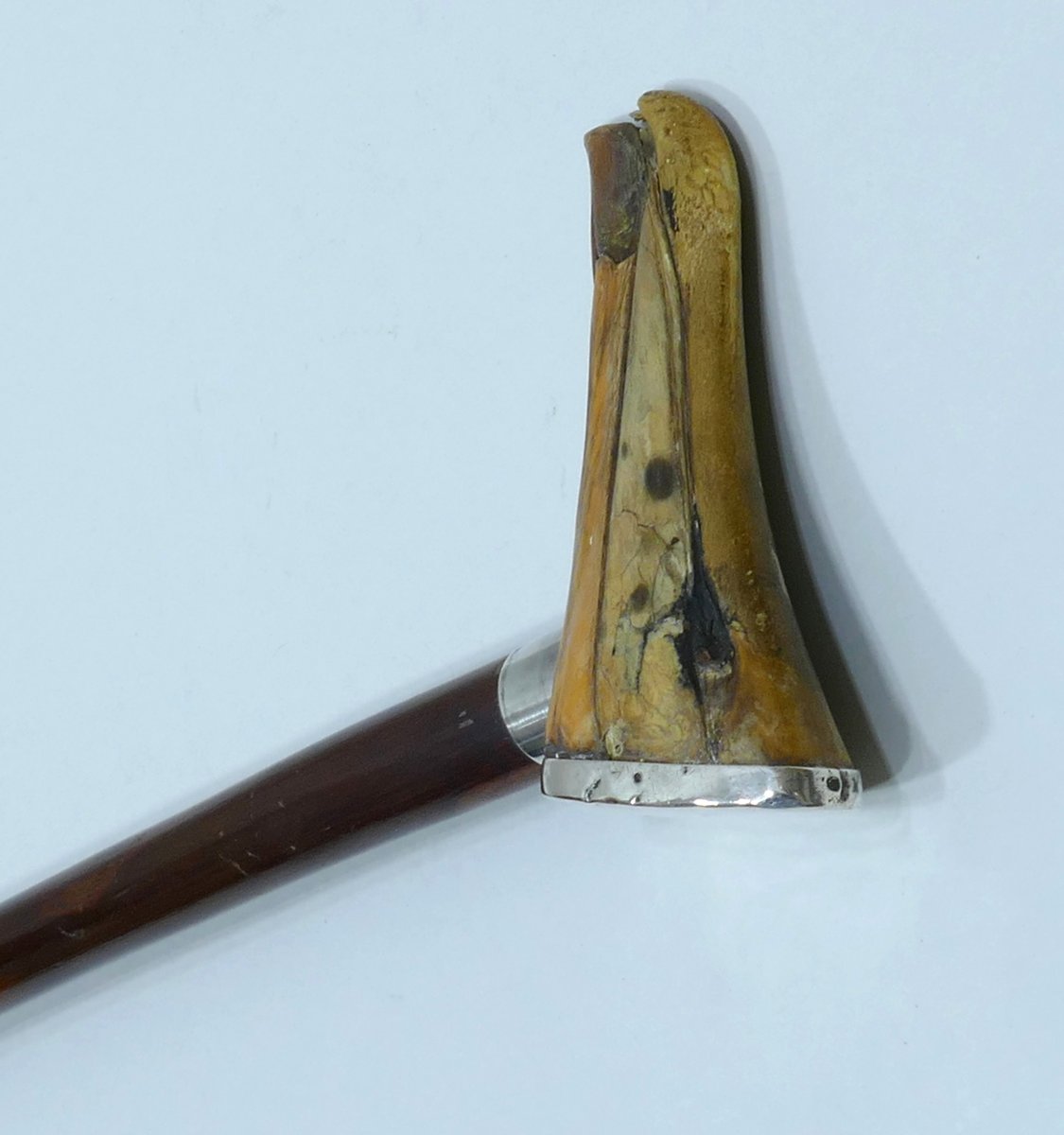 19th Century Sailor's Cane With Albatross Beak Handle-photo-2