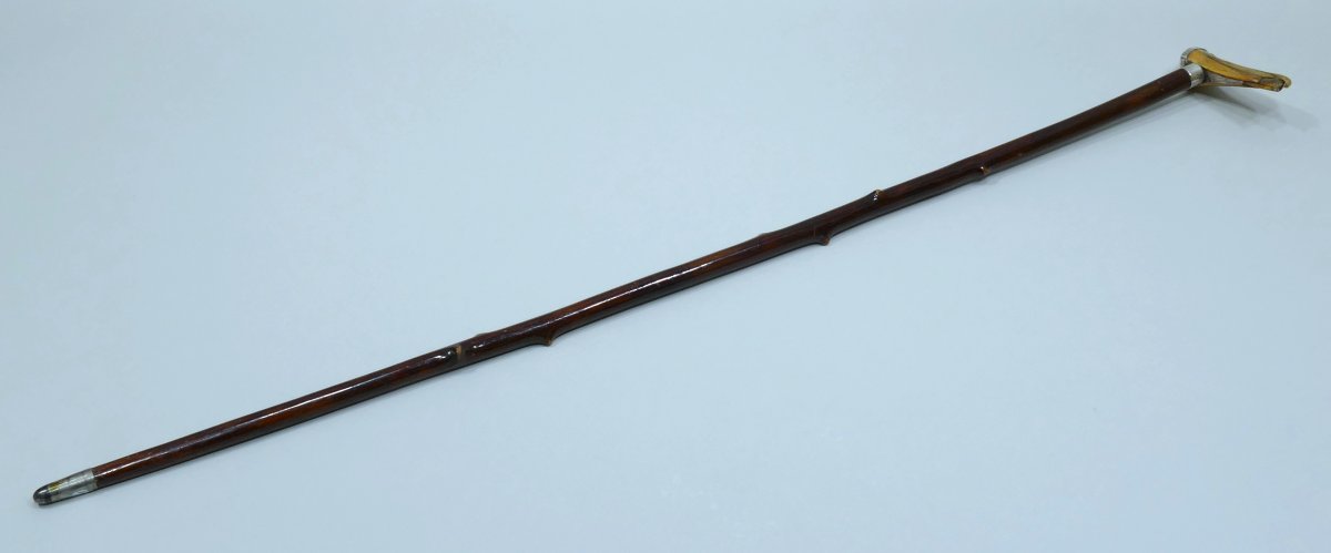 19th Century Sailor's Cane With Albatross Beak Handle-photo-3