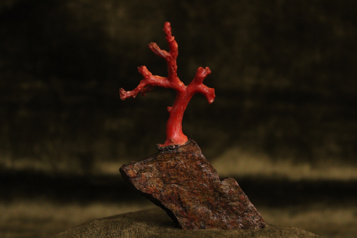 Corail monté sur socle en porphyre de Suède-photo-2