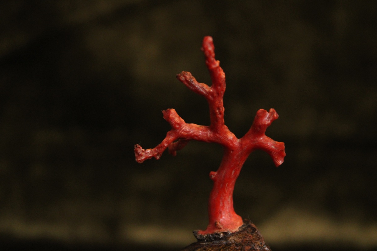 Corail monté sur socle en porphyre de Suède-photo-3