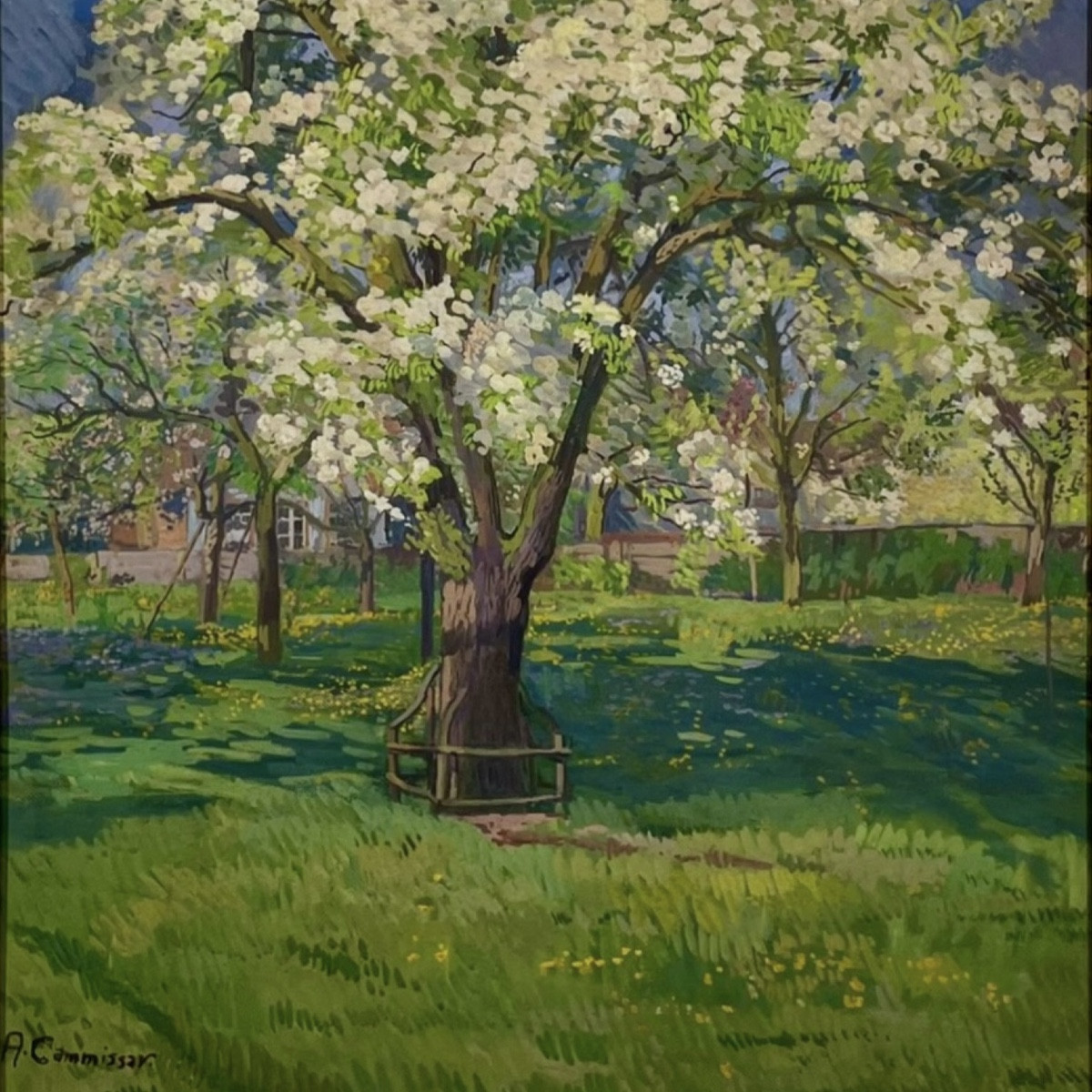 Pommier en fleurs dans le verger d’Auguste Cammissar   (1873-1962) -photo-3