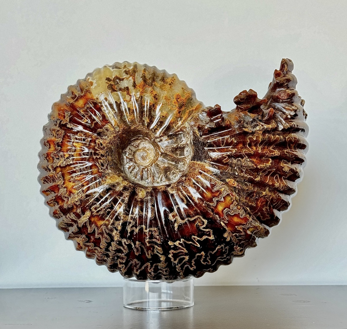 Ammonite