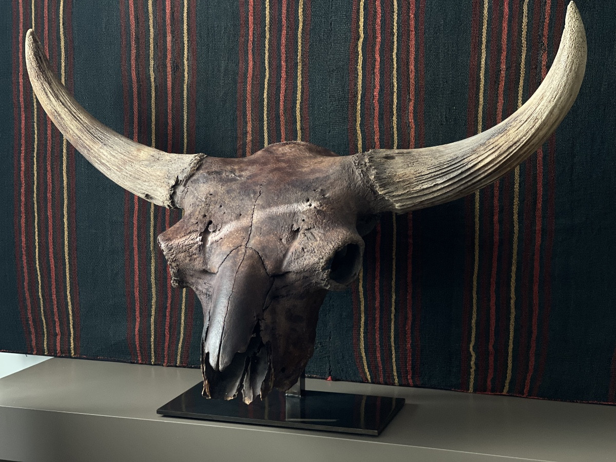Bison Priscus. Des. Steppes.-photo-2