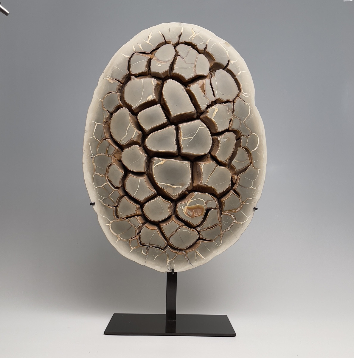 Septaria.  Belgian.