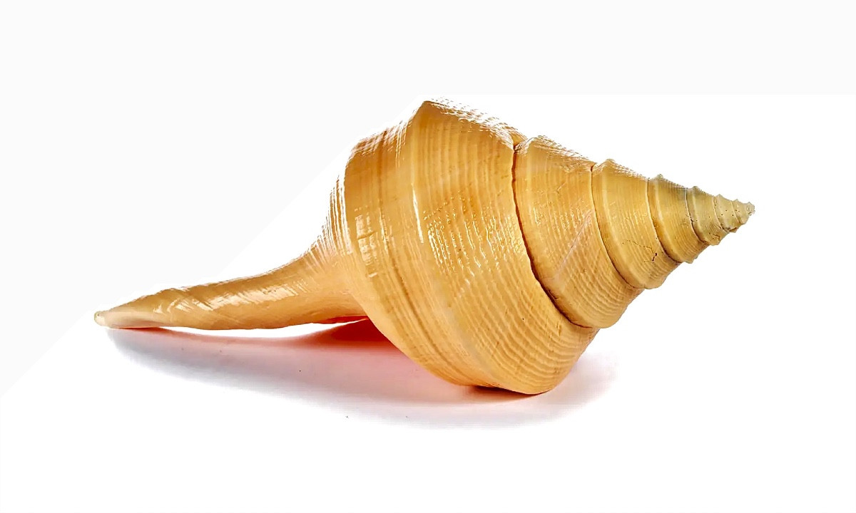 Syrinx. Aruanus Shell.
