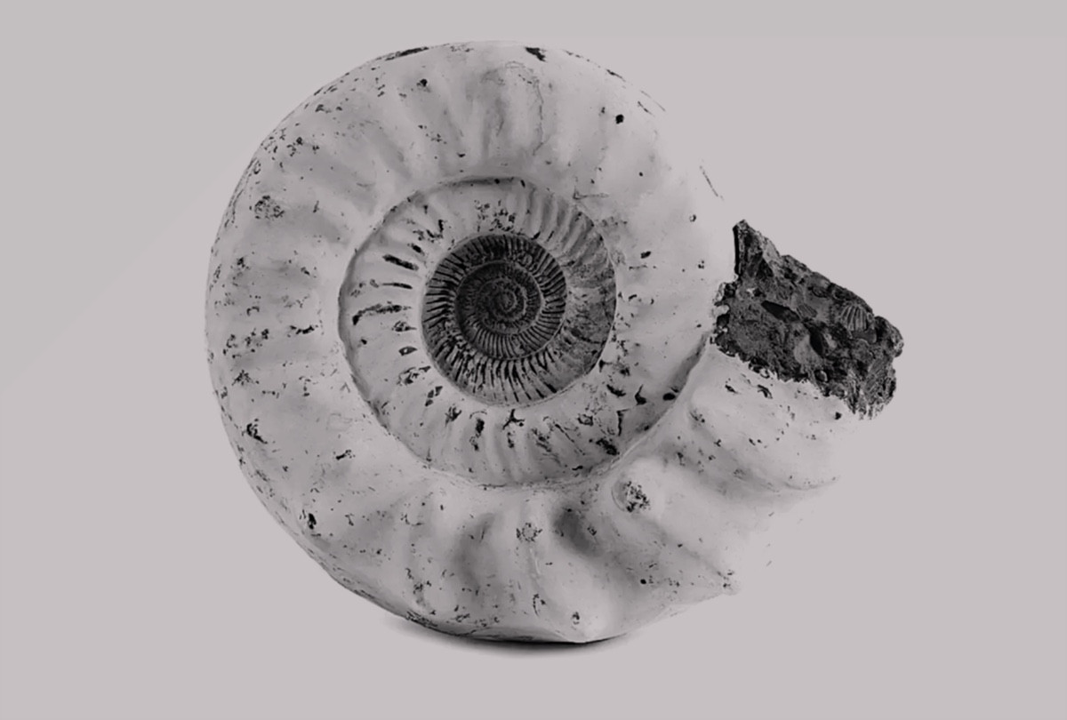 Ammonite.