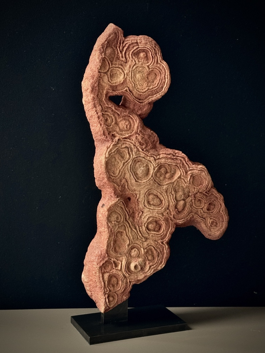 Stromatolite.  Fossil.  