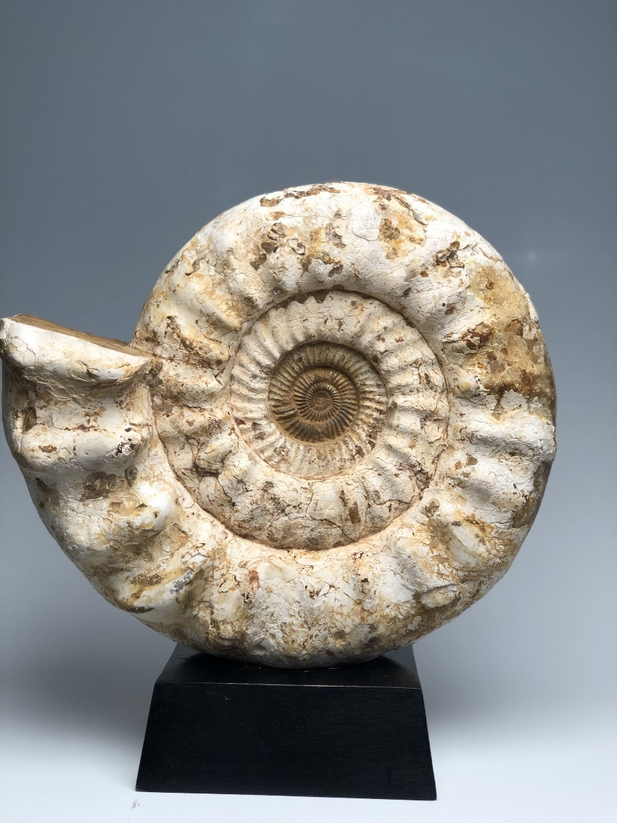Ammonites.   Blanche Fossiliser.  