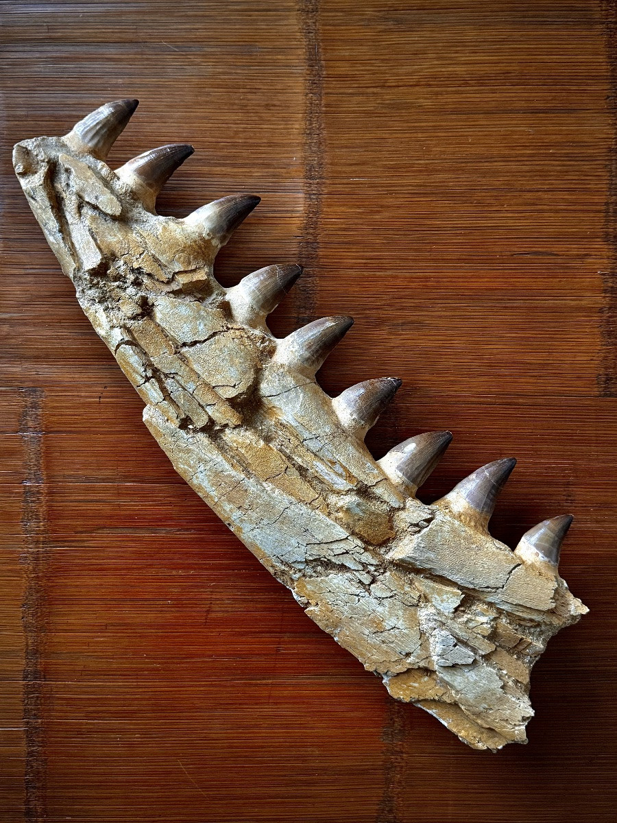 Mosasaurus.  Fragment.  Fossil.  -photo-2