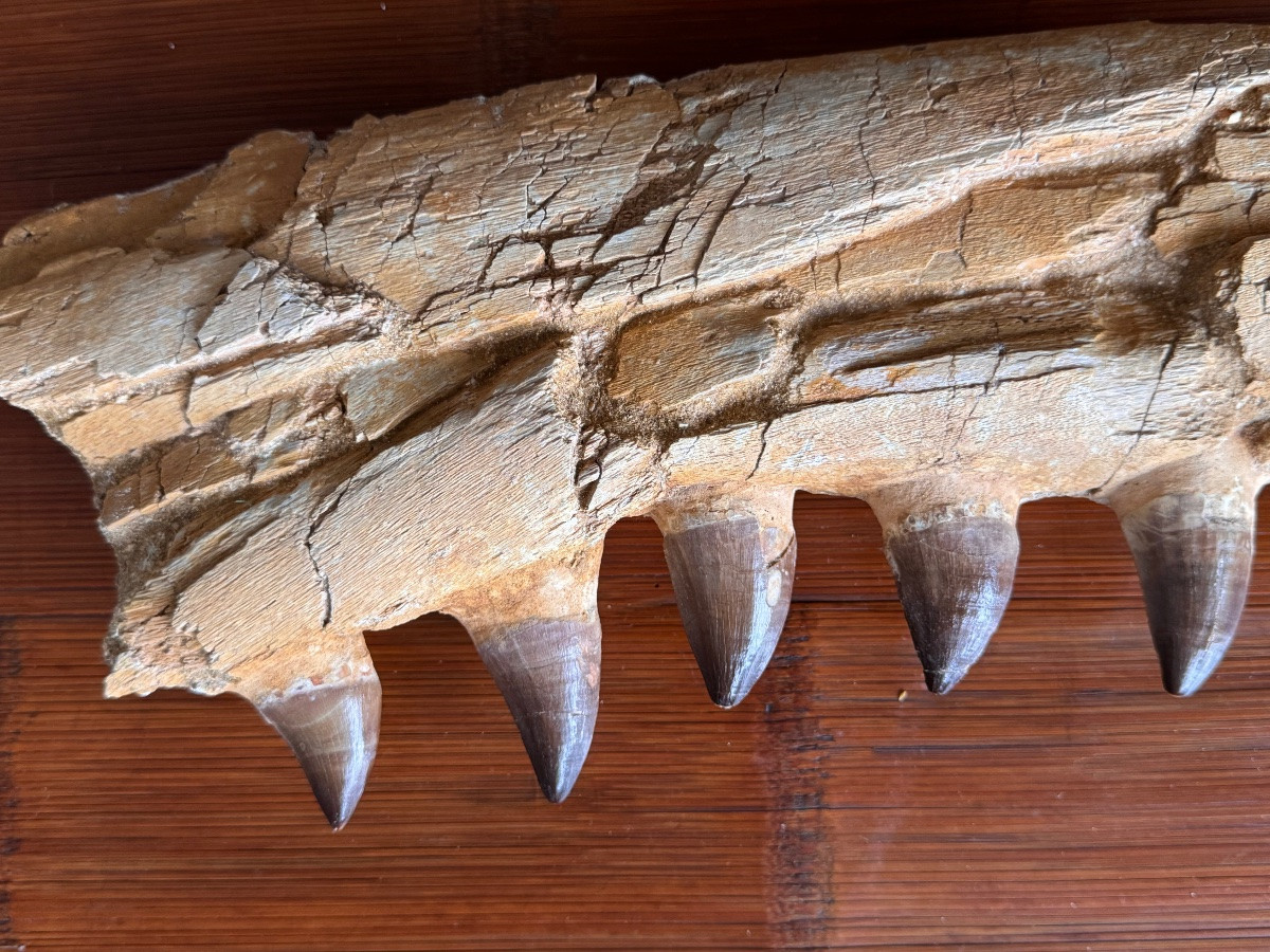 Mosasaurus.  Fragment.  Fossil.  -photo-3