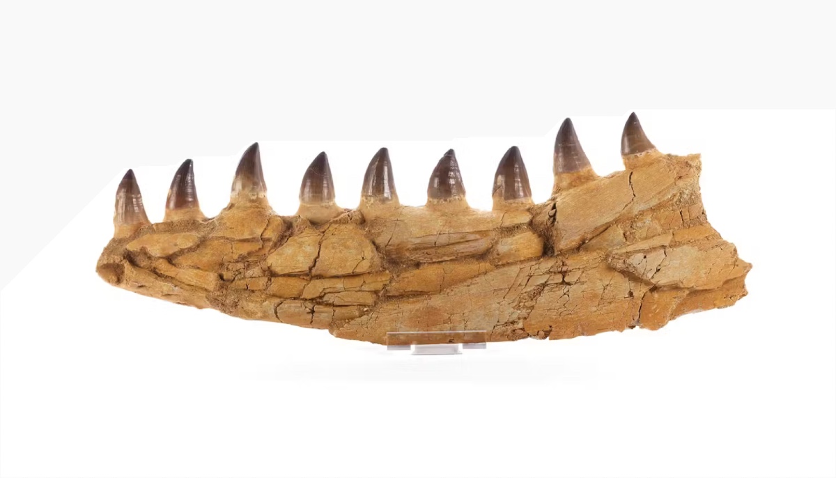 Mosasaurus.  Fragment.  Fossil.  