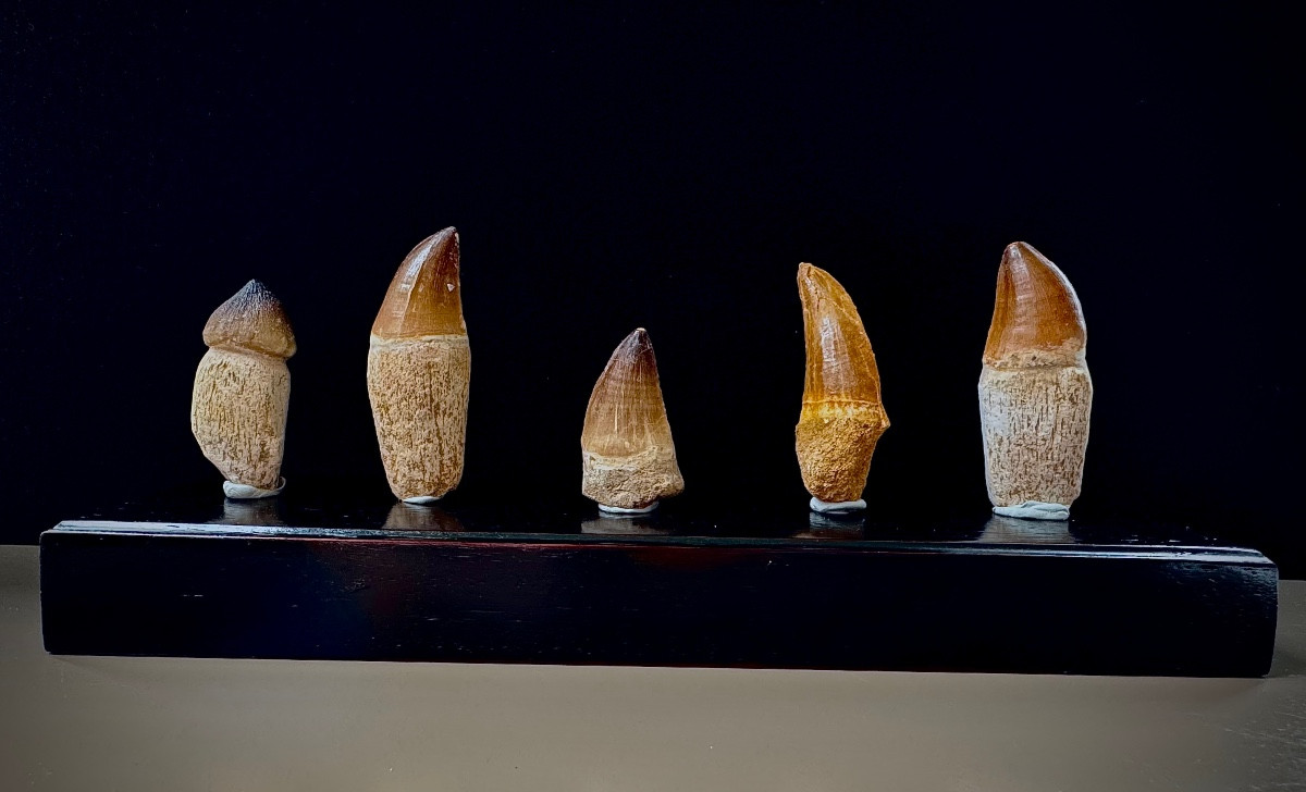 Tooth Collection. Fossil.  Mosasaurus