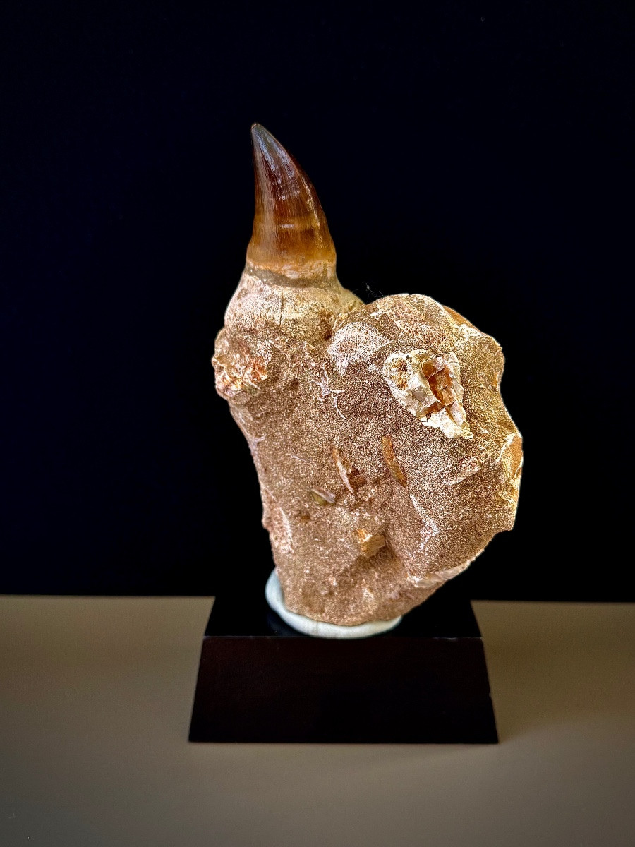 Teeth. Fossil. Mosasaurus