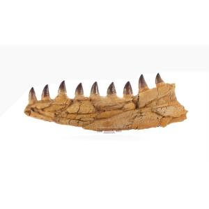Mosasaure.  Fragment.  Fossil.  