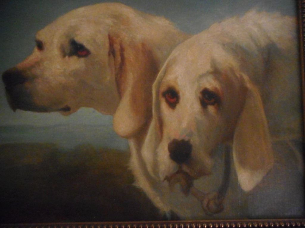 Chiens Setters-photo-2