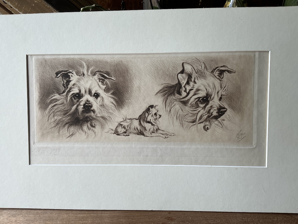 Gravure d un chien  terrier/ griffon de Ferdinand Oger (1872-1929) -photo-2