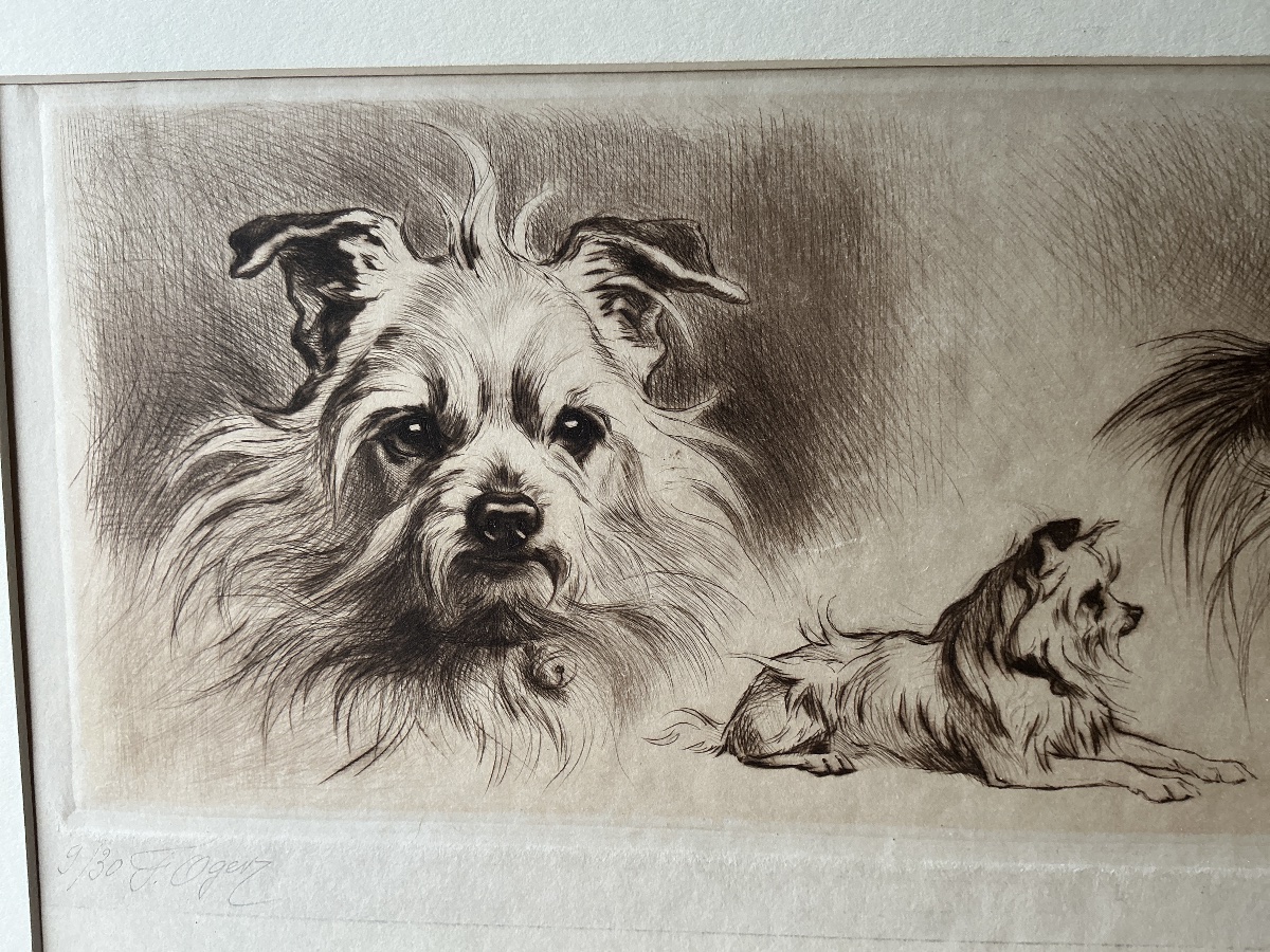 Gravure d un chien  terrier/ griffon de Ferdinand Oger (1872-1929) -photo-3