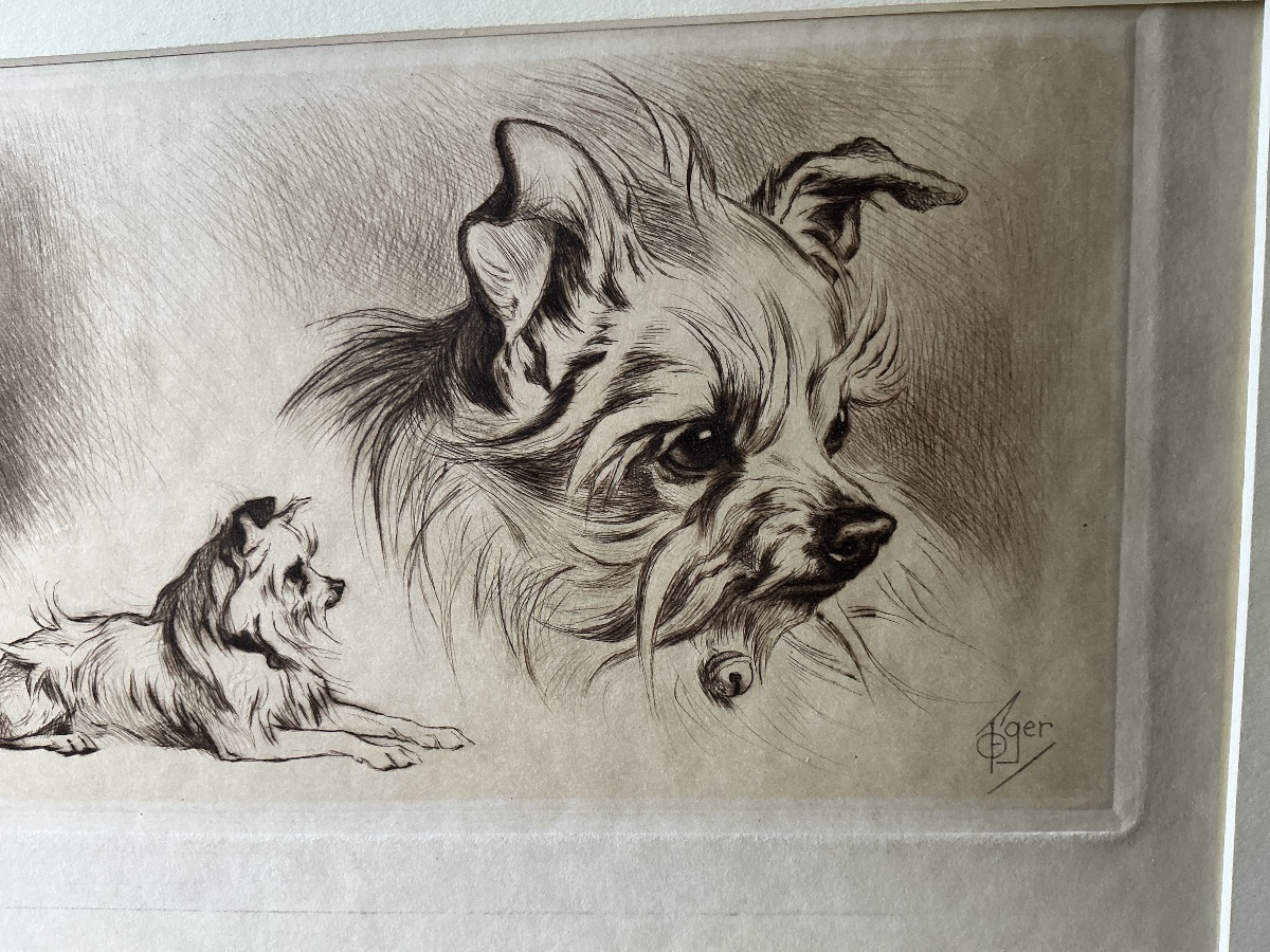 Gravure d un chien  terrier/ griffon de Ferdinand Oger (1872-1929) -photo-4