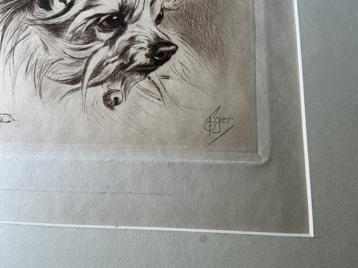 Gravure d un chien  terrier/ griffon de Ferdinand Oger (1872-1929) -photo-1