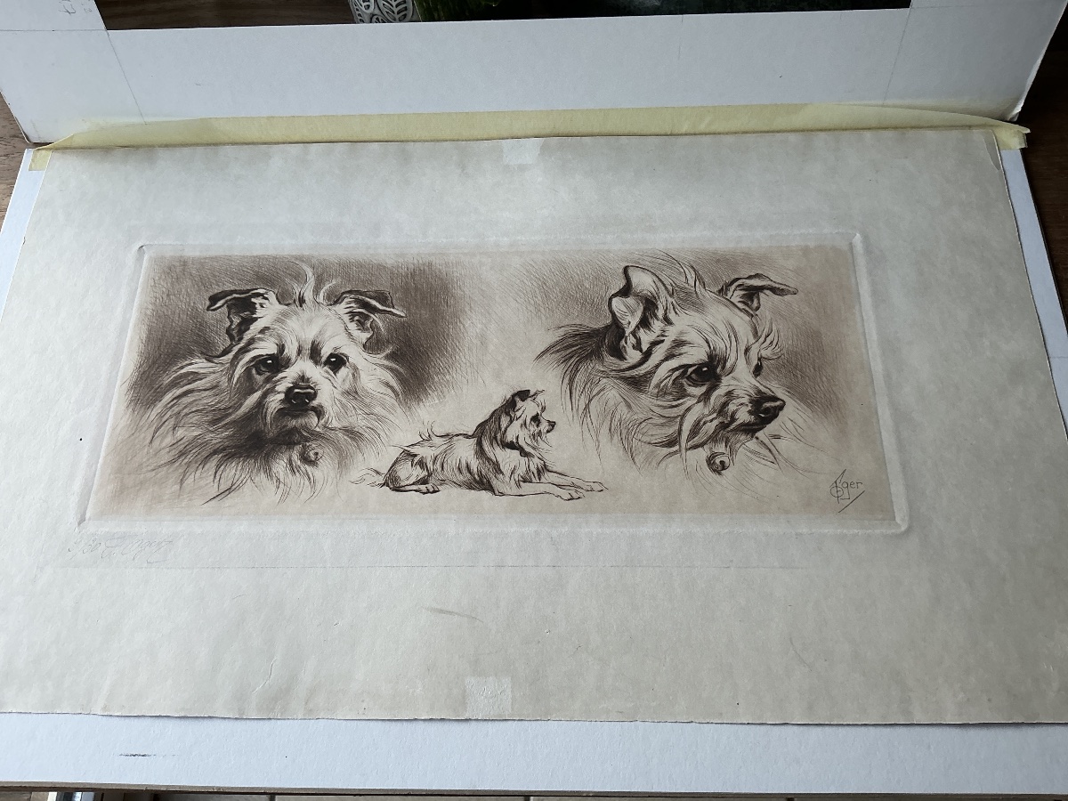 Gravure d un chien  terrier/ griffon de Ferdinand Oger (1872-1929) -photo-4